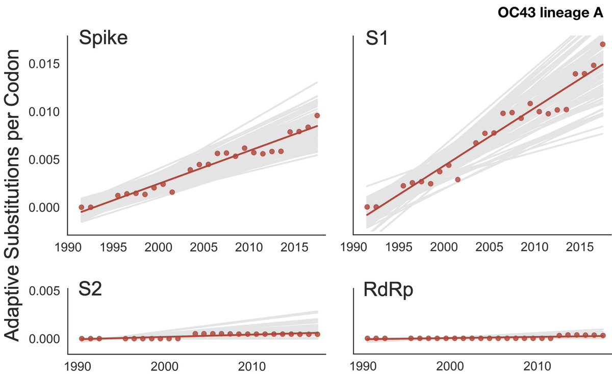 First off, we have new studies on antigenic drift in seasonal coronaviruses. Katie Kistler and I have shown abundant adaptive evolution in the spike proteins of viruses OC43 and 229E consistent with antigenic drift ( https://bedford.io/papers/kistler-hcov-adaptive-evolution/). 5/18