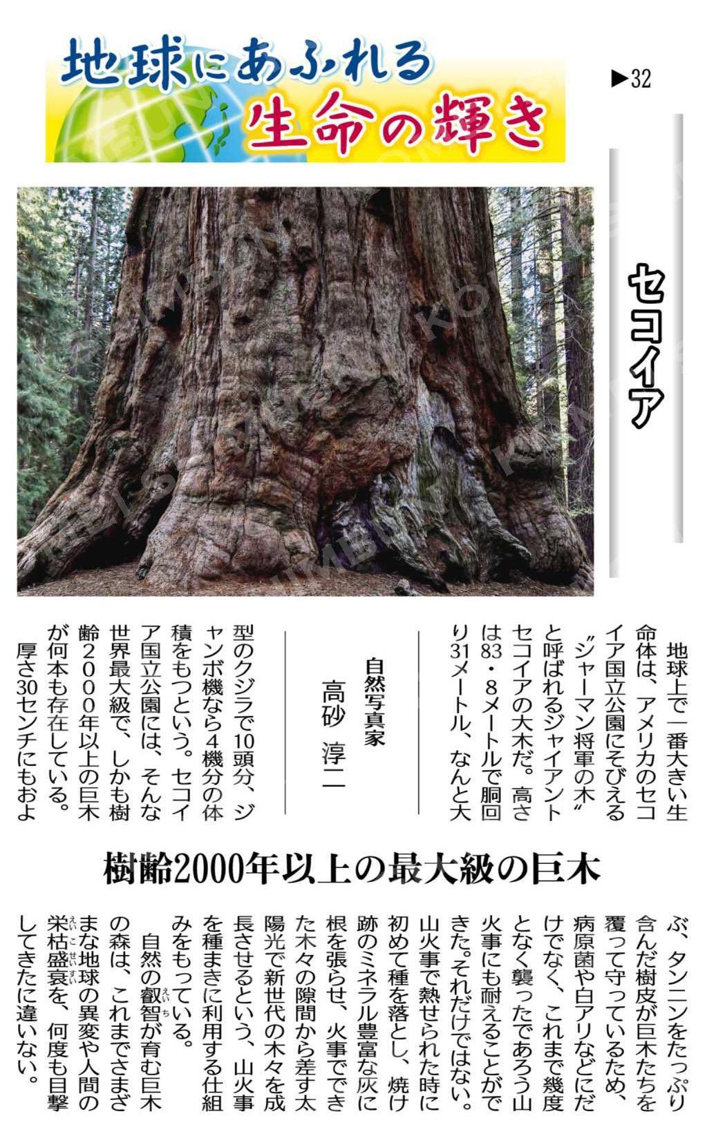 シャーマン将軍の木 Twitter Search Twitter