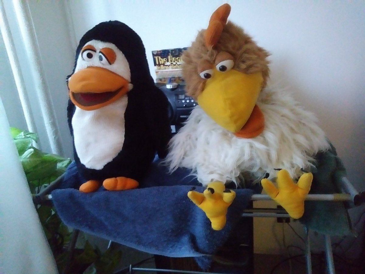 Penguino and I just finished our bath. Getting ready for a comeback. Look at my feet. They are not tasty. Hugs. #chicken #penguin #puppet #toys #cute #pets #bath #ny #love #animals #positivevibes #plushie