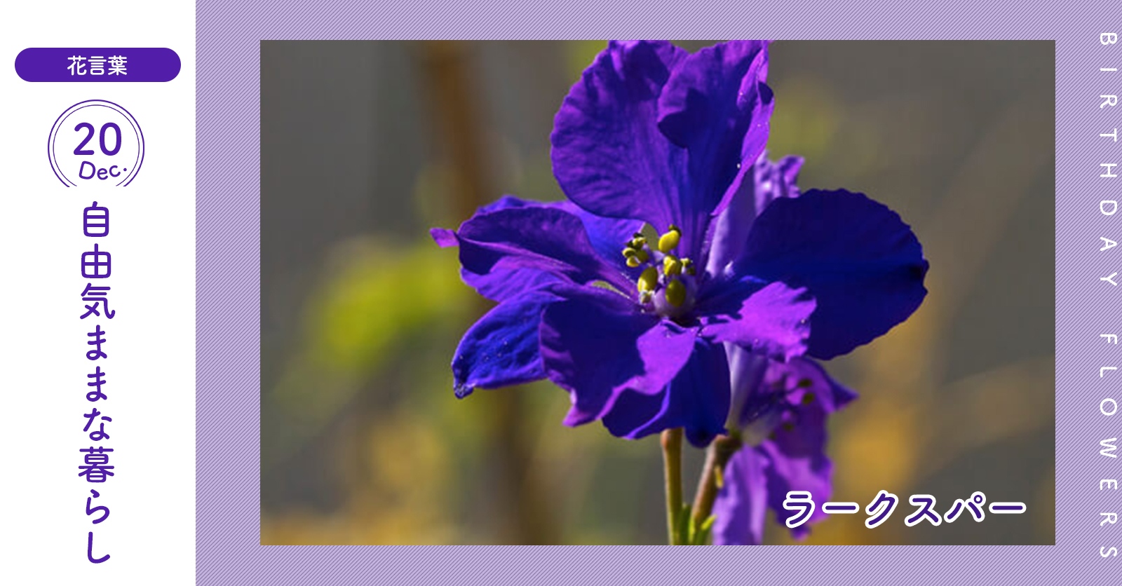 花キューピット I879 Com 公式 キャンペーン実施中 12月日の誕生花 ラークスパー お誕生日おめでとう 花言葉 は 自由気ままな暮らし 青 紫 赤 白などの花をつける植物です あなたはこんな人 好き嫌いがはっきりしている 同じ誕生日の