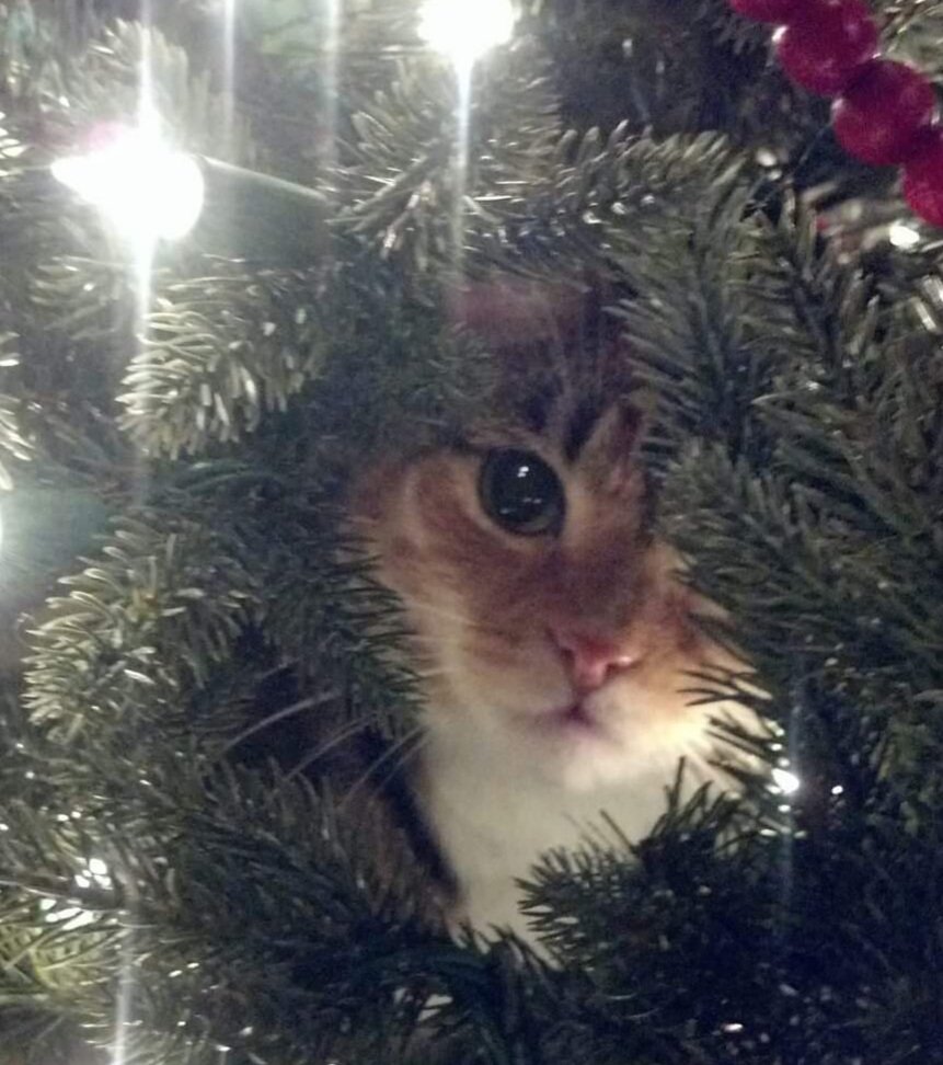 Amy Hubbard tweet media