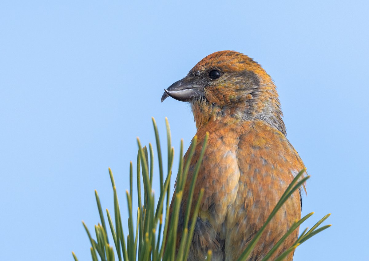 AdamBagun's tweet photo. I was really happy I had the opportunity to see the Red Crossbills today in the Pine Trees at Jones Beach. They did not dissapoint. https://t.co/4g8yMah65l