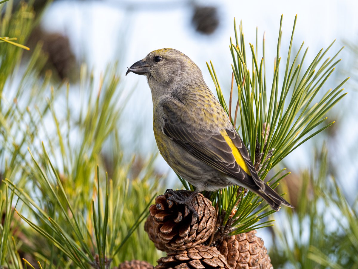 AdamBagun's tweet photo. I was really happy I had the opportunity to see the Red Crossbills today in the Pine Trees at Jones Beach. They did not dissapoint. https://t.co/4g8yMah65l