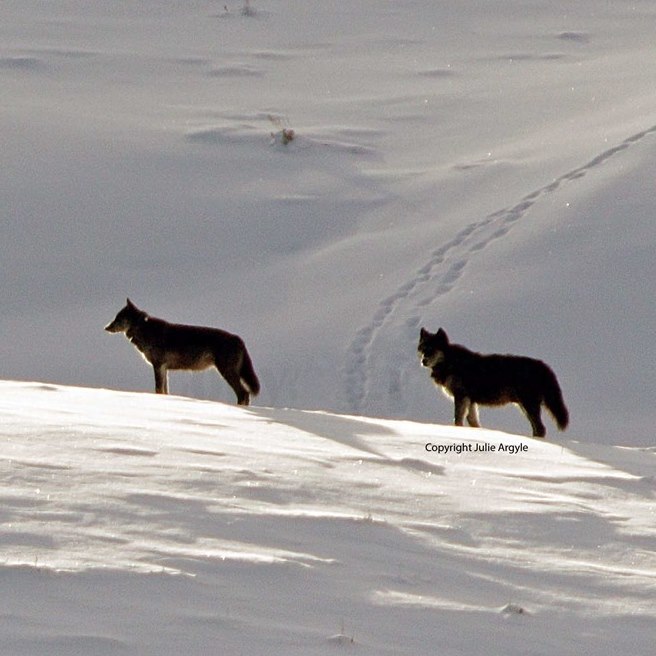 Lake County wolf management not expected to change soon
Oregon Dept. of Fish and Wildlife District Biologist Jon Muir said even with the U.S. Fish and Wildlife’s recent decision to delist the gray wolf from the Endangered  more. . .
tinyurl.com/y9zuwyuw