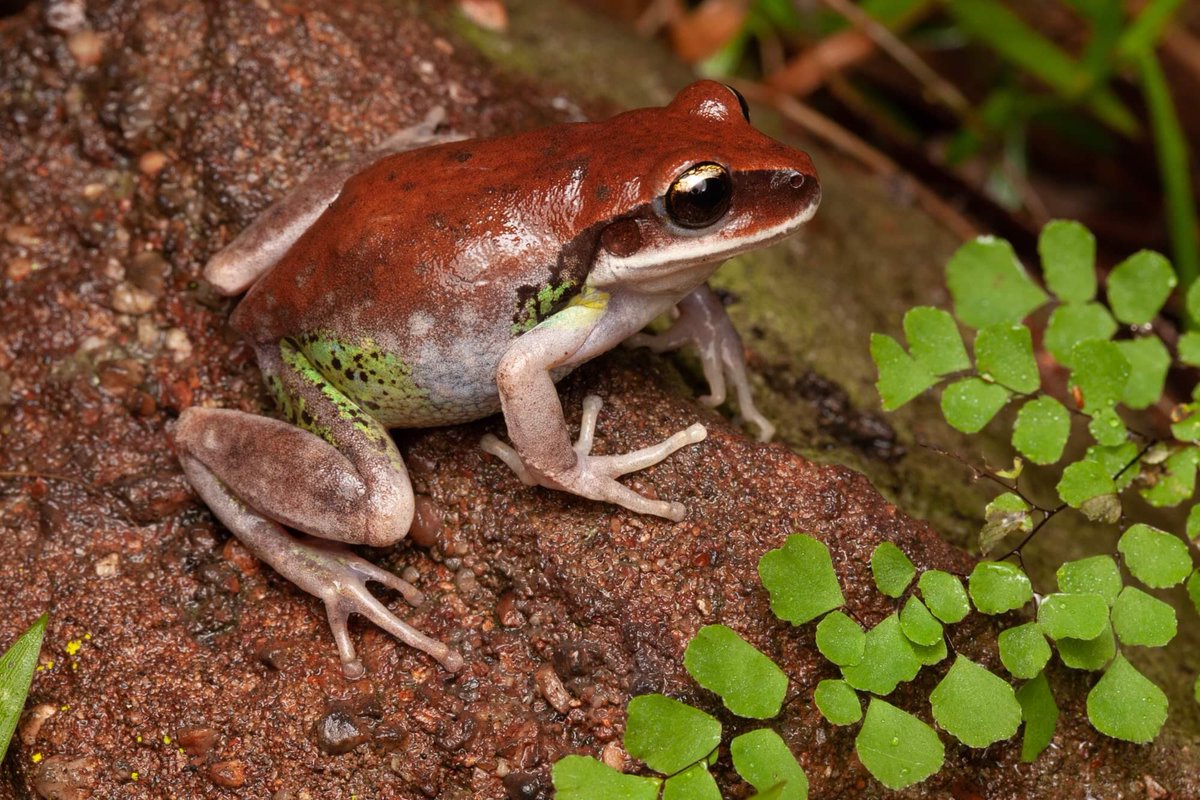 Sharing some more pictures of the beautiful Green-thighed #Frog from earlier in the week.
It might be years before I see these beautiful frogs breeding again. #WildOz #FrogID