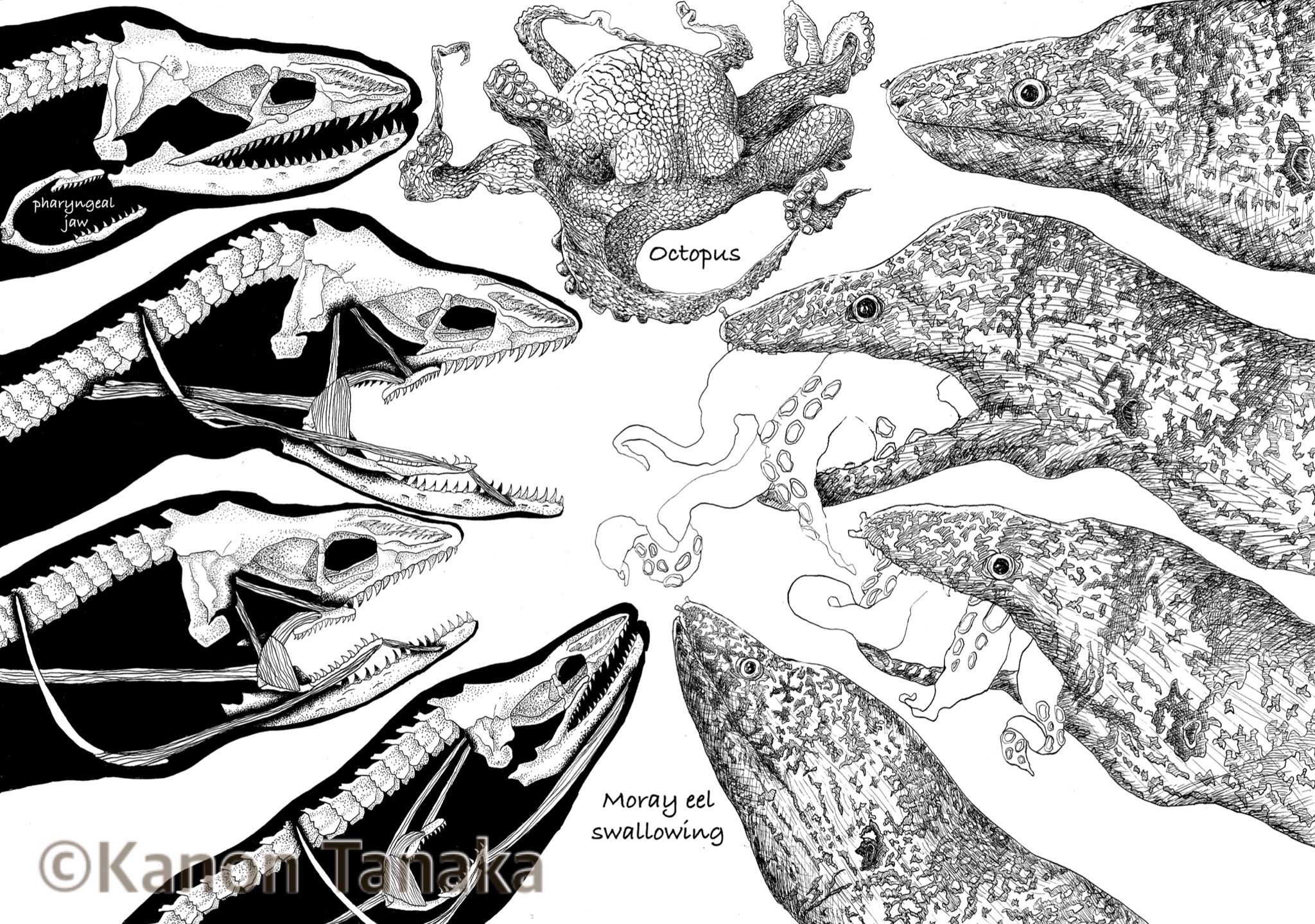 Kanon Tanaka Moray Eel Swallowing 初めてのツケペンでの作品です ウツボの咽頭歯が獲物を飲み込む時にどのように動くかを描きました 参考文献 Raptorial Jaws In The Throat Help Moray Eels Swallow Large Prey Rita S Mehta Amp Peter C Wainwright Kanon Tanaka Moray Eel Swallowing 初めてのツケペンでの作品です ウツボの咽頭歯が獲物を飲み込む時にどのように動くかを描きました 参考文献 Raptorial Jaws In The Throat Help Moray Eels Swallow Large Prey Rita S Mehta Amp Peter C Wainwright