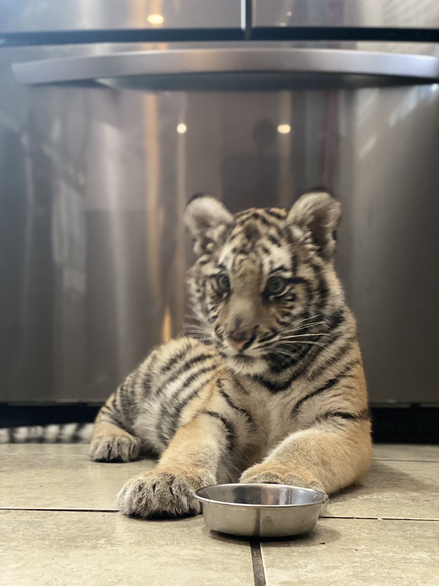 kevsrios's tweet photo. New pet 🐅🤍🤍 https://t.co/BwV0J4xz1o