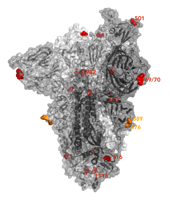 VUI 202012/01 has a number of other changes in Spike. This figure shows some of the major ones in red. Some like the 69/70 and 144 deletions are in exposed loops that may alter structure and impact replication or antibody recognition. Others eg N501Y are involved in ACE2 binding.