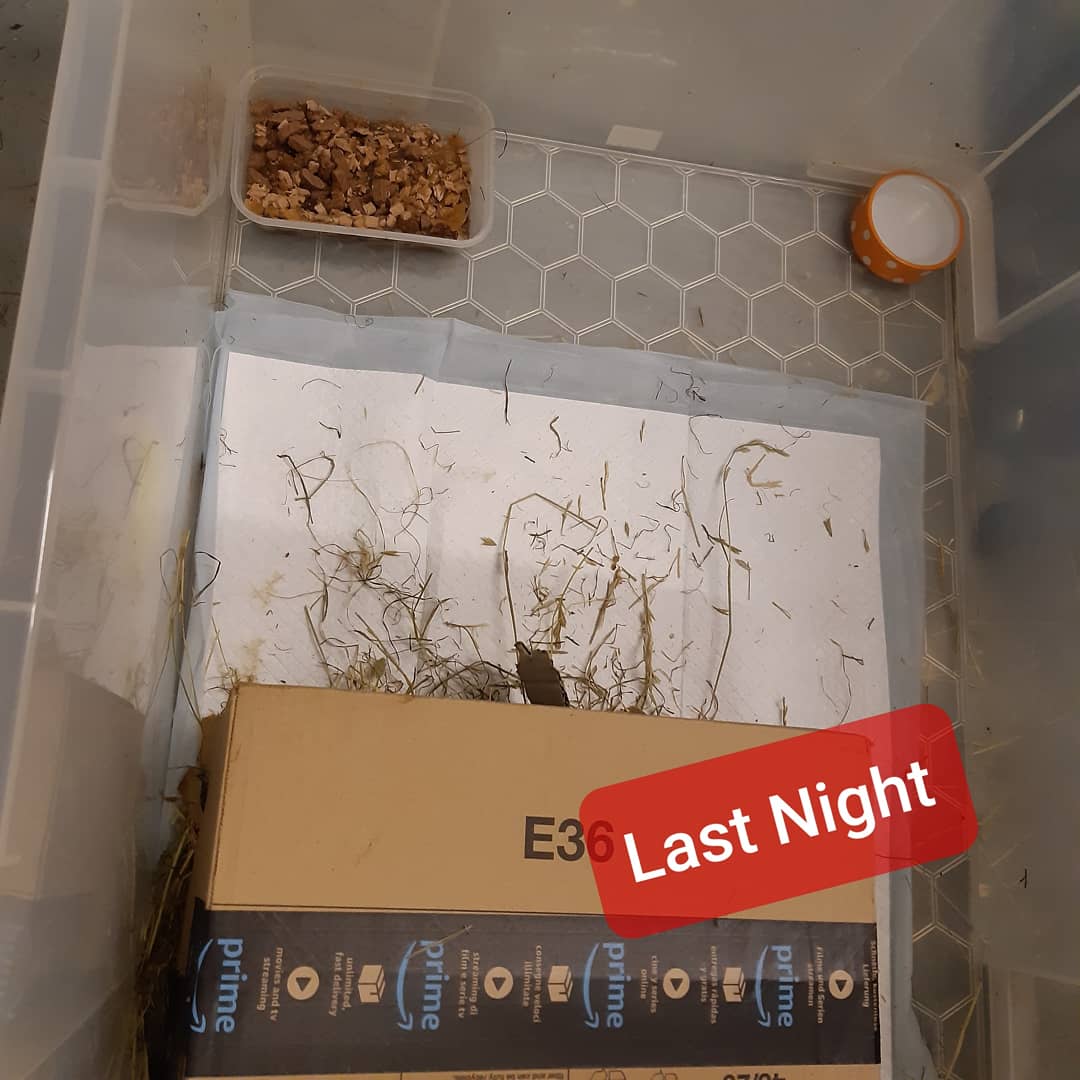 AcornHoggery's tweet photo. Blackjack the foster hoglet didn't like the cosy house I made for her.

She "fixed it" over night. :)

#hedgehog #hedgehog #AcornHoggery https://t.co/nZzifnjg2k