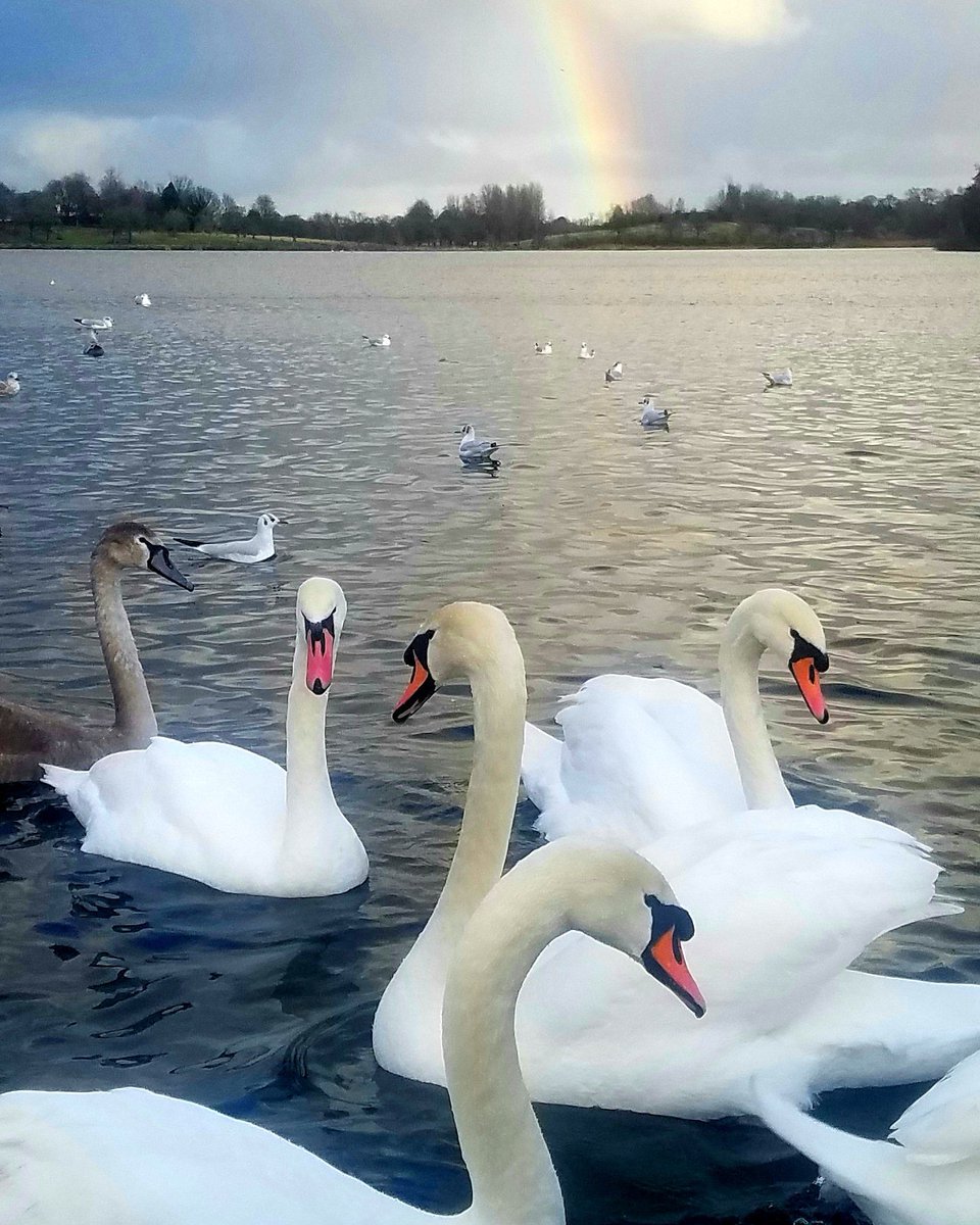 Swans at Hogganfield Loch, Glasgow, today

#glasgow #nature #urbanwildlife #citywildlife #swans #rainbows #wildlife #glasgowwildlife #hogganfieldloch @GlasgowNPC @HelloGlasgowist