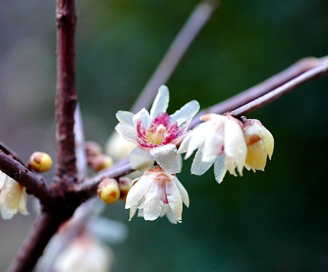 もも おはようございます 12 誕生花 ロウバイ 白 花言葉 同情 英名ウインタースウィート 蝋梅より少し白く甘い香りがあり真冬に花を咲かせる花木 蠟月 旧暦12月 に咲くことから花名になりました 玉梅 水仙 蝋梅と山茶花を雪中四友と呼びますが もも おはようございます 12 誕生花 ロウバイ 白 花言葉 同情 英名ウインタースウィート 蝋梅より少し白く甘い香りがあり真冬に花を咲かせる花木 蠟月 旧暦12月 に咲くことから花名になりました 玉梅 水仙 蝋梅と山茶花を雪中四友と呼びますが