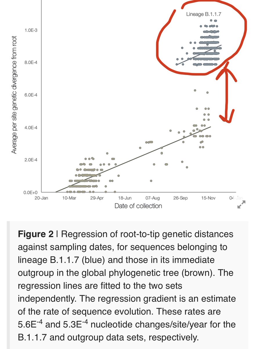 11) The new UK variant’s lineage somehow experienced a sudden jump in mutation number. “lineage B.1.1.7 is more divergent from the phylogenetic root of the pandemic, indicating a *higher rate of molecular evolution on the phylogenetic branch* immediately ancestral to B.1.1.7.”