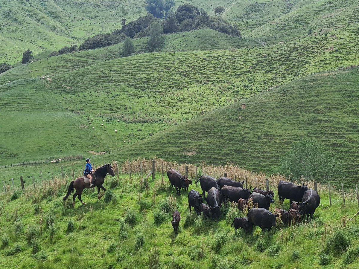 Another week rolls on... 
Family farming in the mighty King Country💕💕