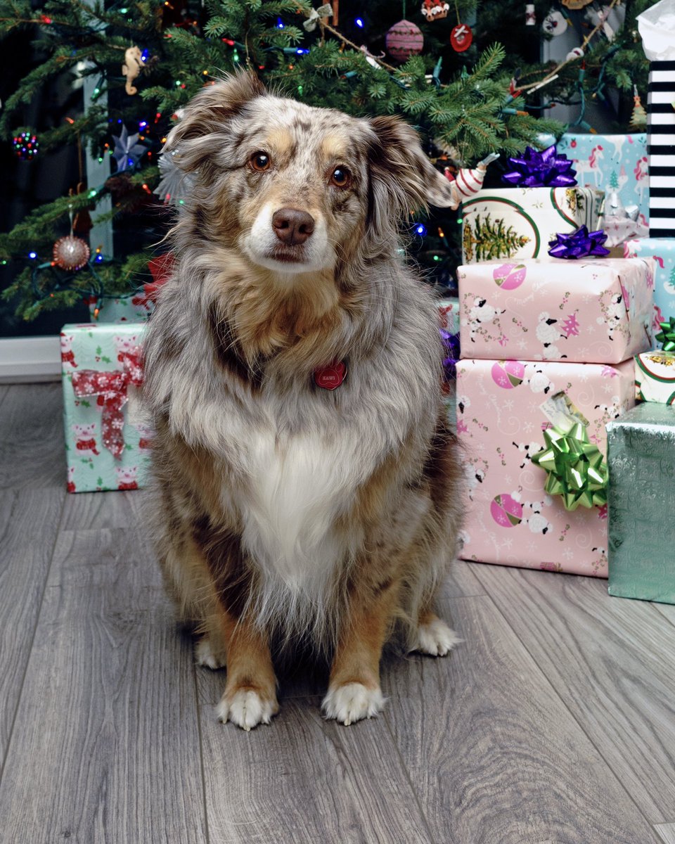 AustinMauser's tweet image. Happy Holidays from Kawi 🐶