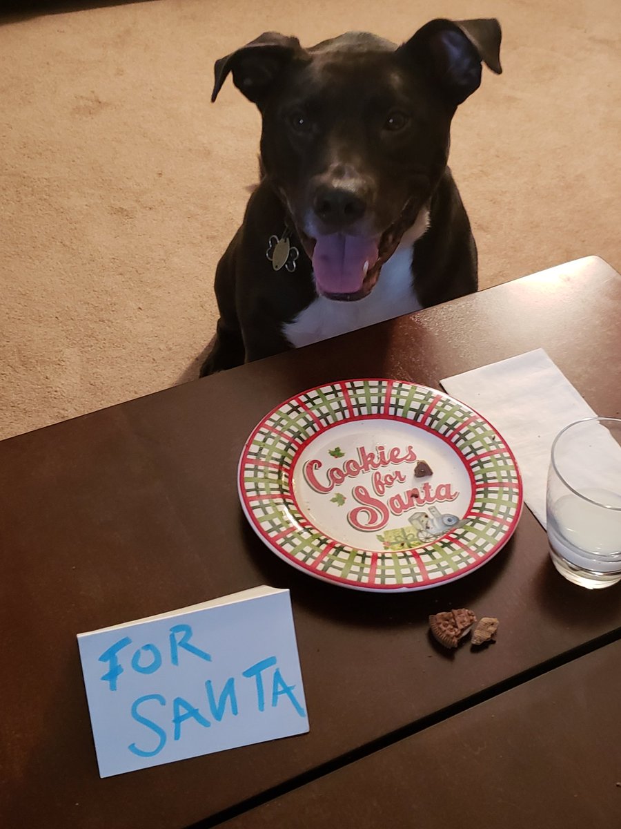 shivymb's tweet photo. @AmyFreeze7 Porter is waiting for Santa to bring him treats and fluffy toys. Hope you report good weather for a smooth ride for him!  #bigdogsunday https://t.co/ebFUDIazAZ