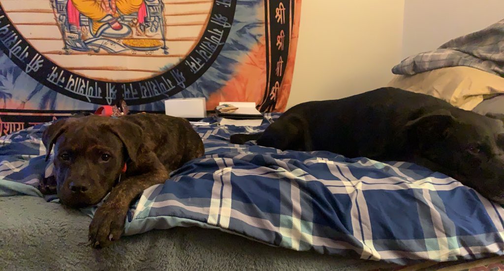 IsaiahHusted's tweet photo. Added Xerxes to my family 😍 #pitweiler https://t.co/JNru2cHA4K