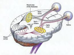 "Relativity") The Borg Queen may also tap in-to the vision of any drone still connected to the Collective and display them on her personal viewscreen."