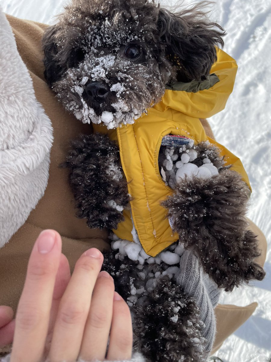 よもぎ犬 この画像の雪玉 集合体恐怖症には結構クるものがある ゾワゾワ よもぎ犬 この画像の雪玉 集合体恐怖症には結構クるものがある ゾワゾワ