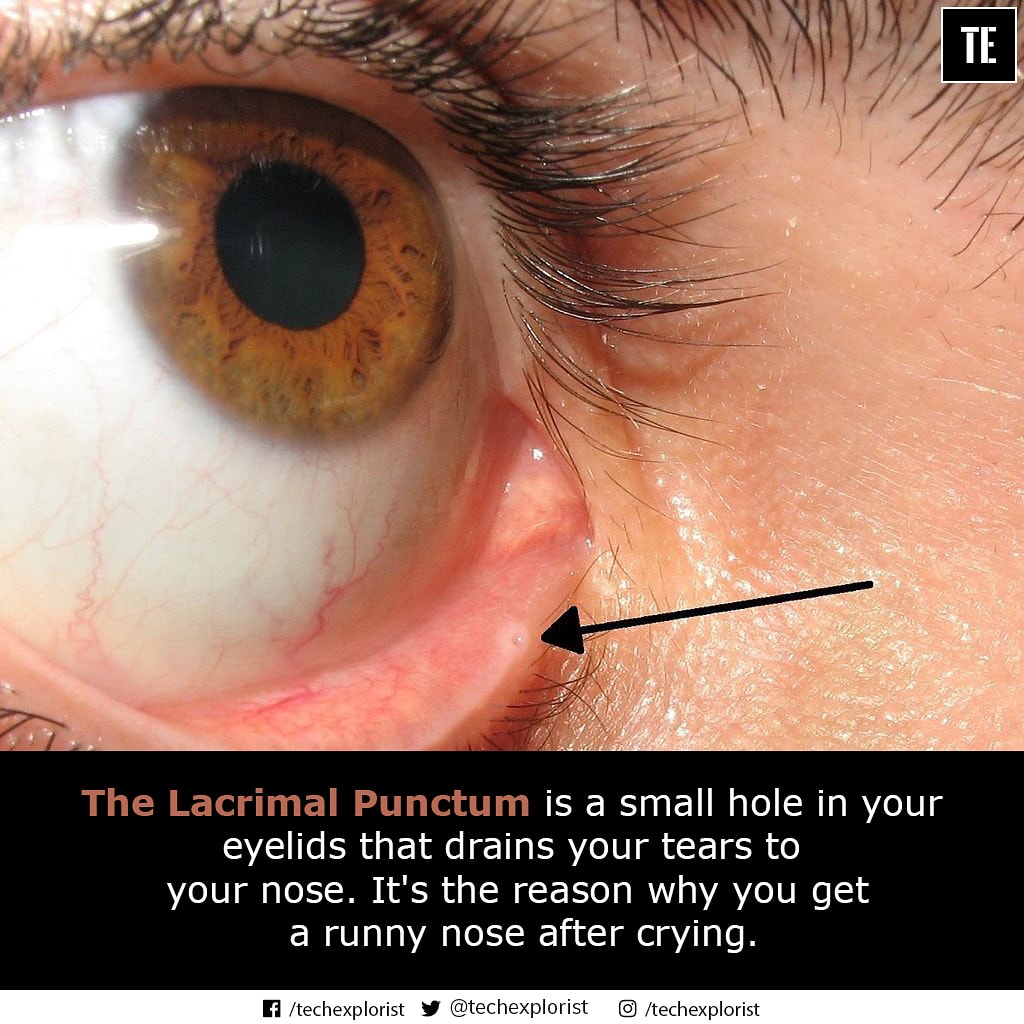 TechExplorist's tweet photo. DID YOU KNOW?
#lacrimal #punctum #smallhole #eyelids #tears #runnynose #science #fact #techexplorist https://t.co/vVjOD0fyxU