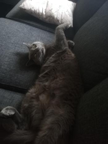 The Cat Collective tweet media