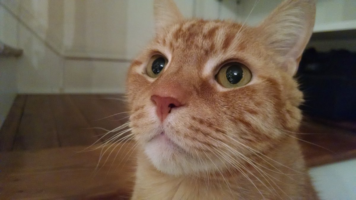 brainwise's tweet photo. Quite possibly THE best photo ever taken of Milo: "Christmas in His Eyes." #cat #CatsOfTwitter #CatsOfInstagram #CatsOfFacebook #cats #orange #ginger #gingercat #kitteh #GoodbyeMilo #StillSayingGoodbye #memories #Christmas πΈ Photo taken 12/19/2014. https://t.co/CqgcqxI5qZ
