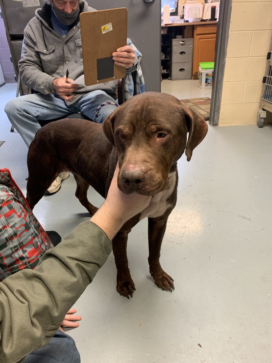 SarahRMiles's tweet photo. We got a dog! His given name is Hero, but he will now be Hero Crosby Miles...Crosby for short! #YesIt’sAfterMyFavoritePacker ❤️ @crosbykicks2 https://t.co/QM4XAmXxuH