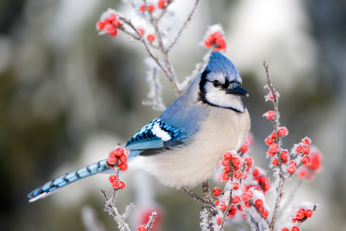 birdsrightsactivist tweet media