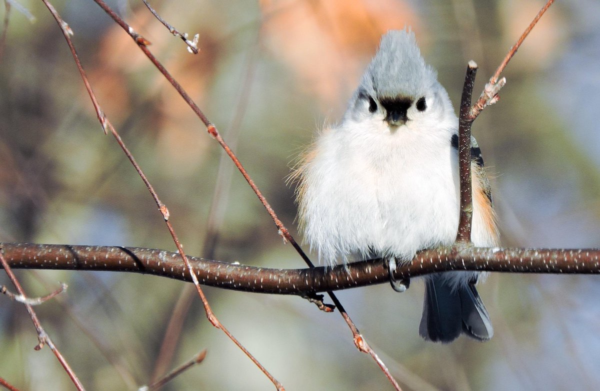 birdsrightsactivist tweet media
