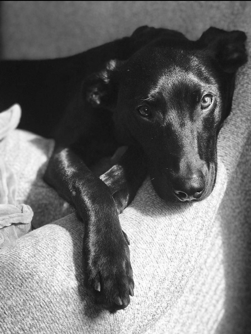 danihoss0728's tweet photo. @budweiserusa @dog_rates https://t.co/3PnDNyGuhE