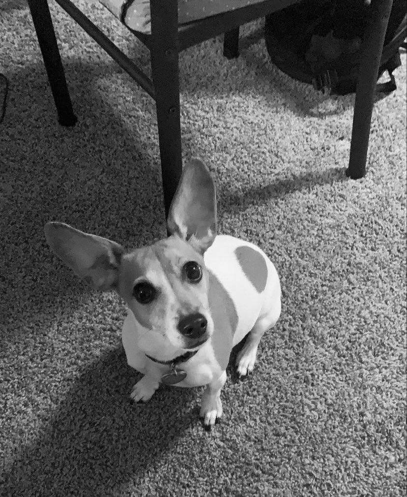 danihoss0728's tweet photo. @budweiserusa @dog_rates https://t.co/hjTvRLMhd9