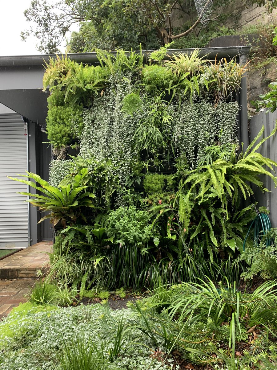 mylescarrick's tweet photo. In late 2018 I had a crack at starting a vertical garden. Two years on, I'm calling this a win. https://t.co/O0DEcddsYc