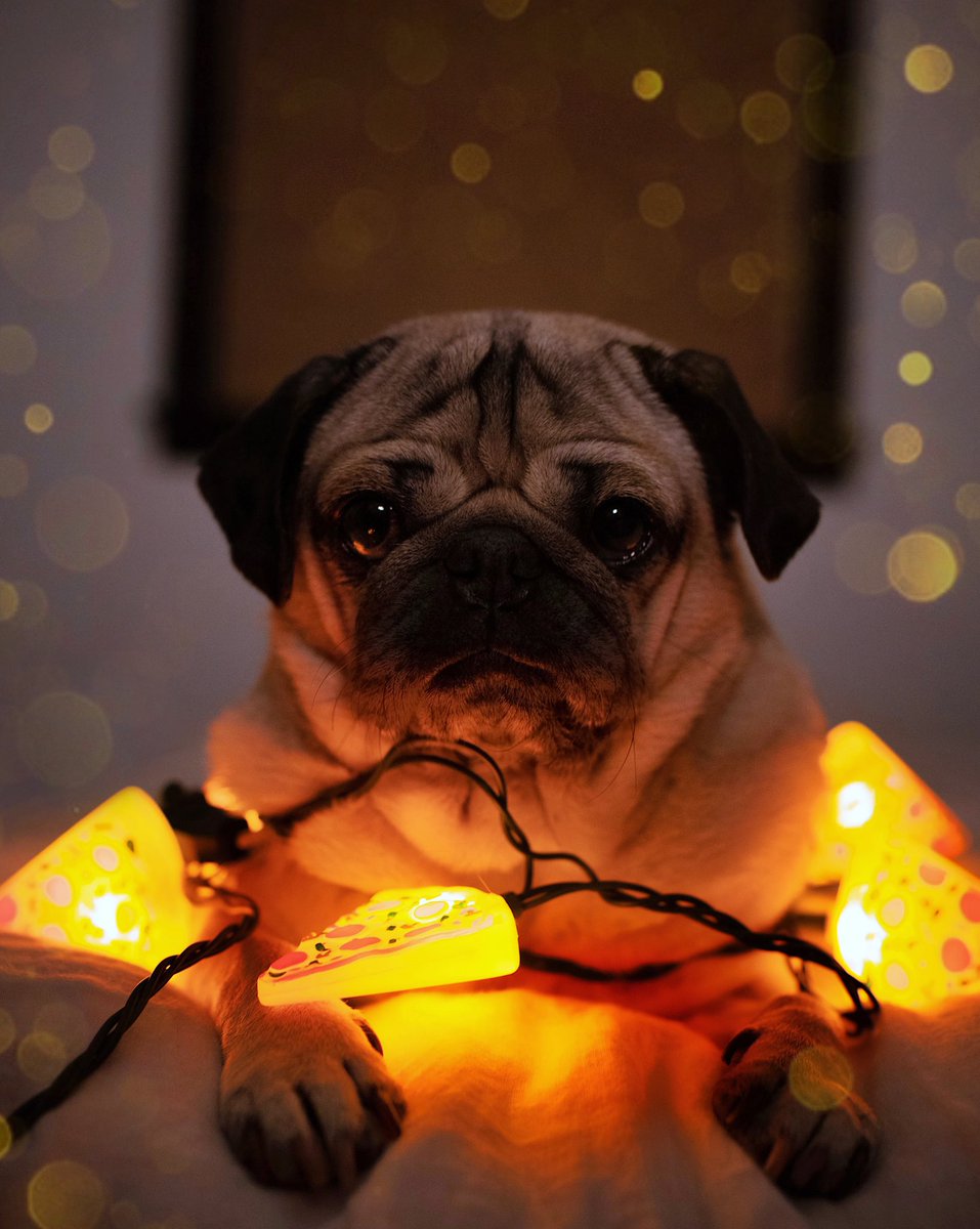 itsdougthepug's tweet photo. Dear Santa, I just want pizza 🎅🏼🍕 https://t.co/FVhKN1kwan