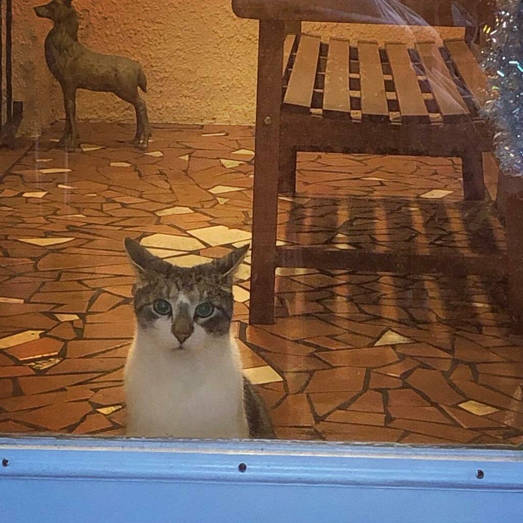 Nummymuffin's tweet photo. And this pretty boy is staring at me and meowing as I post this. 😂 #TabbyMeowMeow #guardcatonduty #guardcatsofinstagram #tabbycatsofinstagram #purranda https://t.co/ywyRzbTcq1 https://t.co/HQ8sNCtxts
