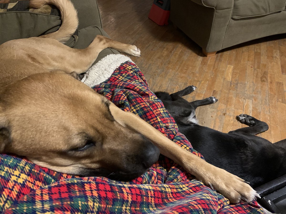 p782203's tweet photo. Both dogs have been doing their best to smother me these past few days. โค๏ธ #ItsSweet #IfALittleOverbearing https://t.co/IXIXP2bWhE
