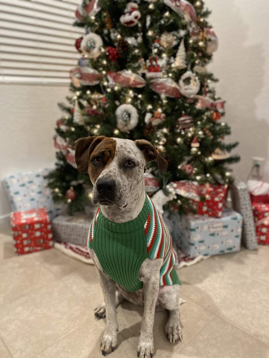ItsChefBoat's tweet photo. Lyla loves Christmas. https://t.co/E5VlURMjGV