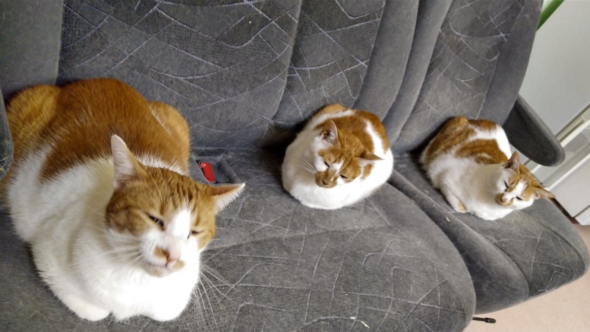 ねこのひみつ基地 Nekohimitsukiti Twitter