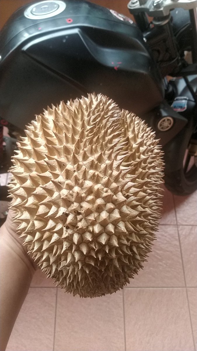 antonblack09's tweet photo. Ready Durian Susu, tekstur lembut,legit,manis &amp; creamy. Hrg 50rb aja garansi manteb. Lokasi Malang-Celaket, (wa) 081333548849. 
#pasarmingguinfomalang 
@infomalang https://t.co/523bzCrMw5