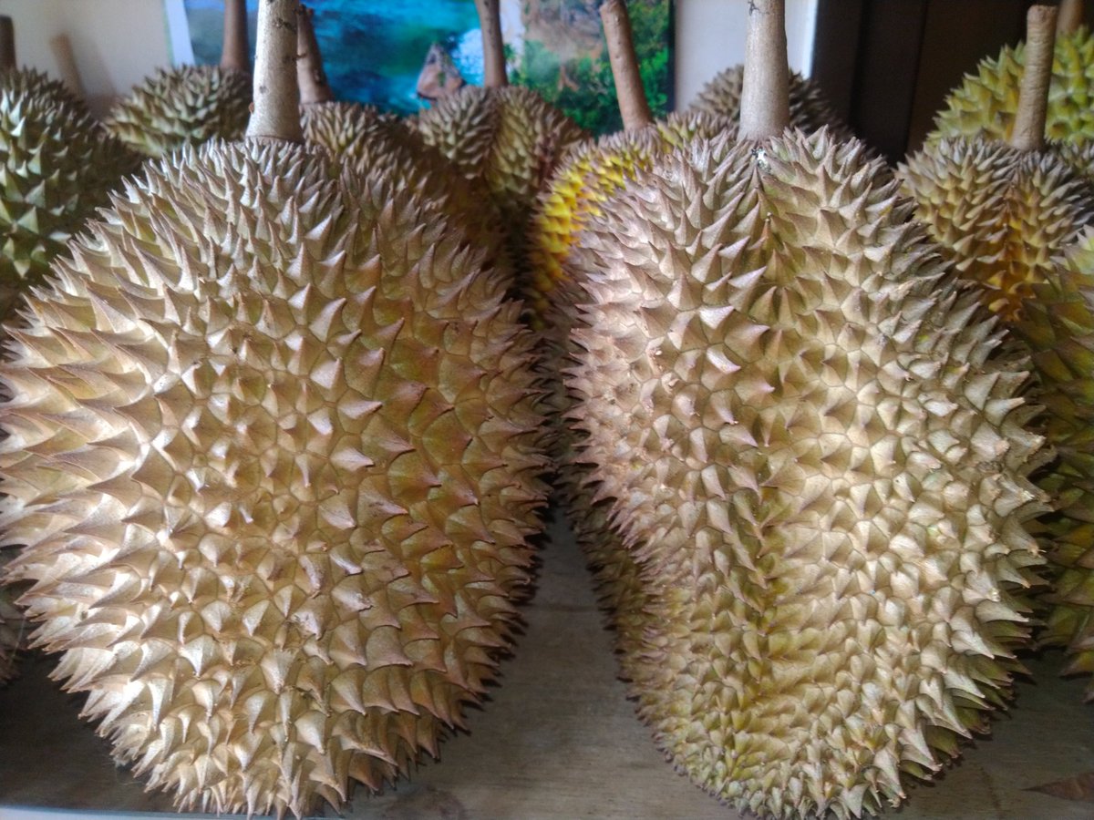 antonblack09's tweet photo. Ready Durian Susu, tekstur lembut,legit,manis &amp; creamy. Hrg 50rb aja garansi manteb. Lokasi Malang-Celaket, (wa) 081333548849. 
#pasarmingguinfomalang 
@infomalang https://t.co/523bzCrMw5