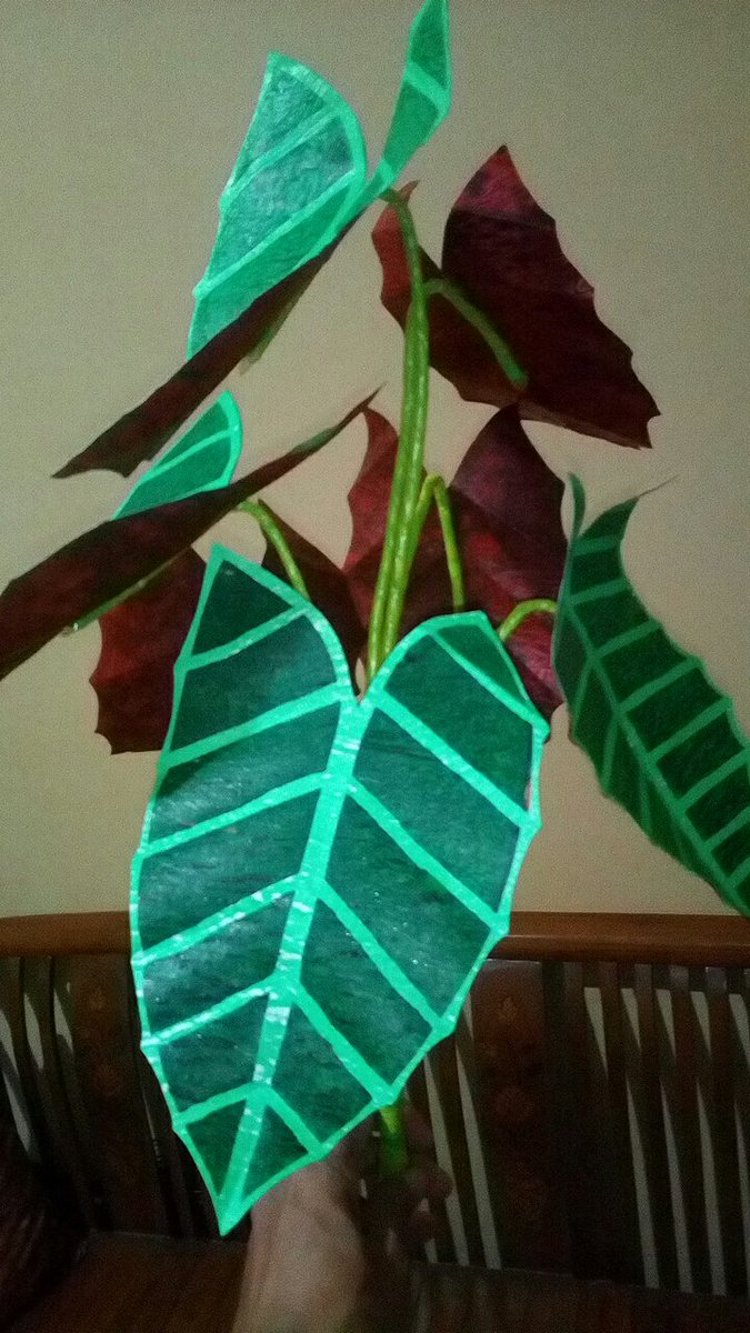 suratmidede's tweet photo. #Hari2
#CaladiumAmazoniaPlant https://t.co/UVI6eBGrgW