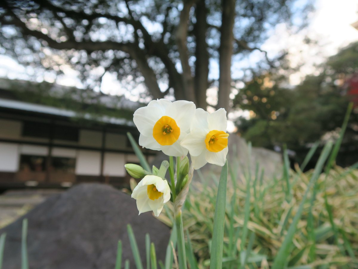旧岩崎邸庭園 今朝咲いた水仙です 寒い中 凛とした姿で咲いています 本物の花ですが たけくらべの一節を思い出しました 水仙 和館 旧岩崎邸庭園 寒い 12月