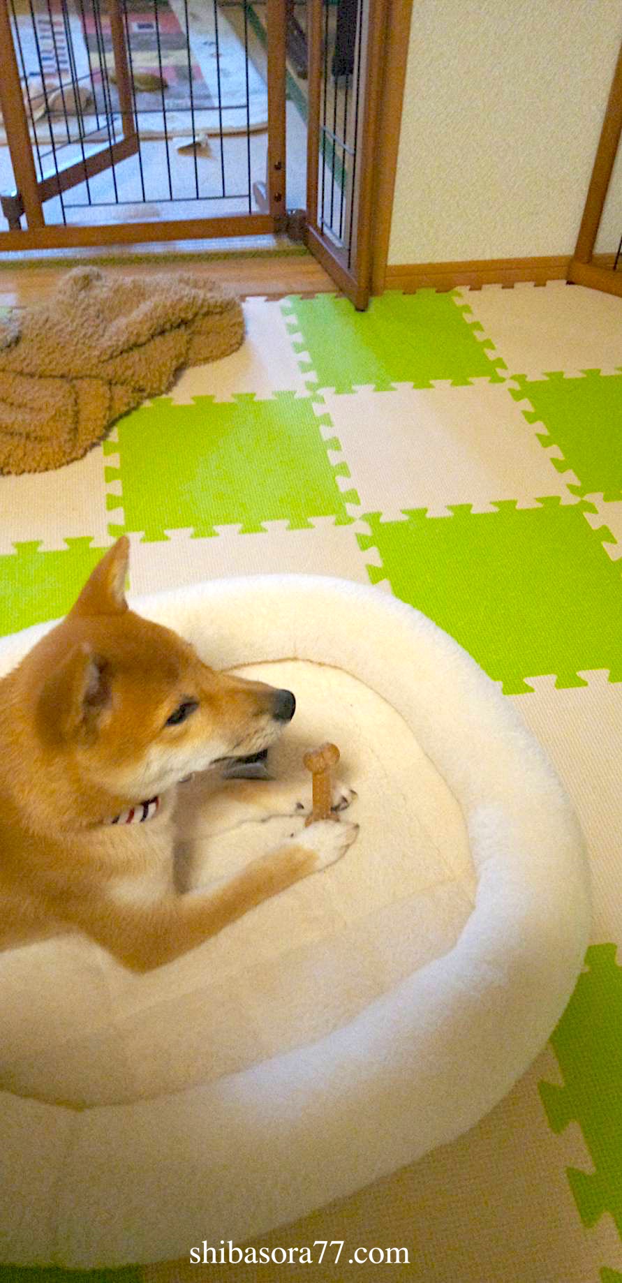柴犬そら豆の部屋 Shibasora77 Twitter