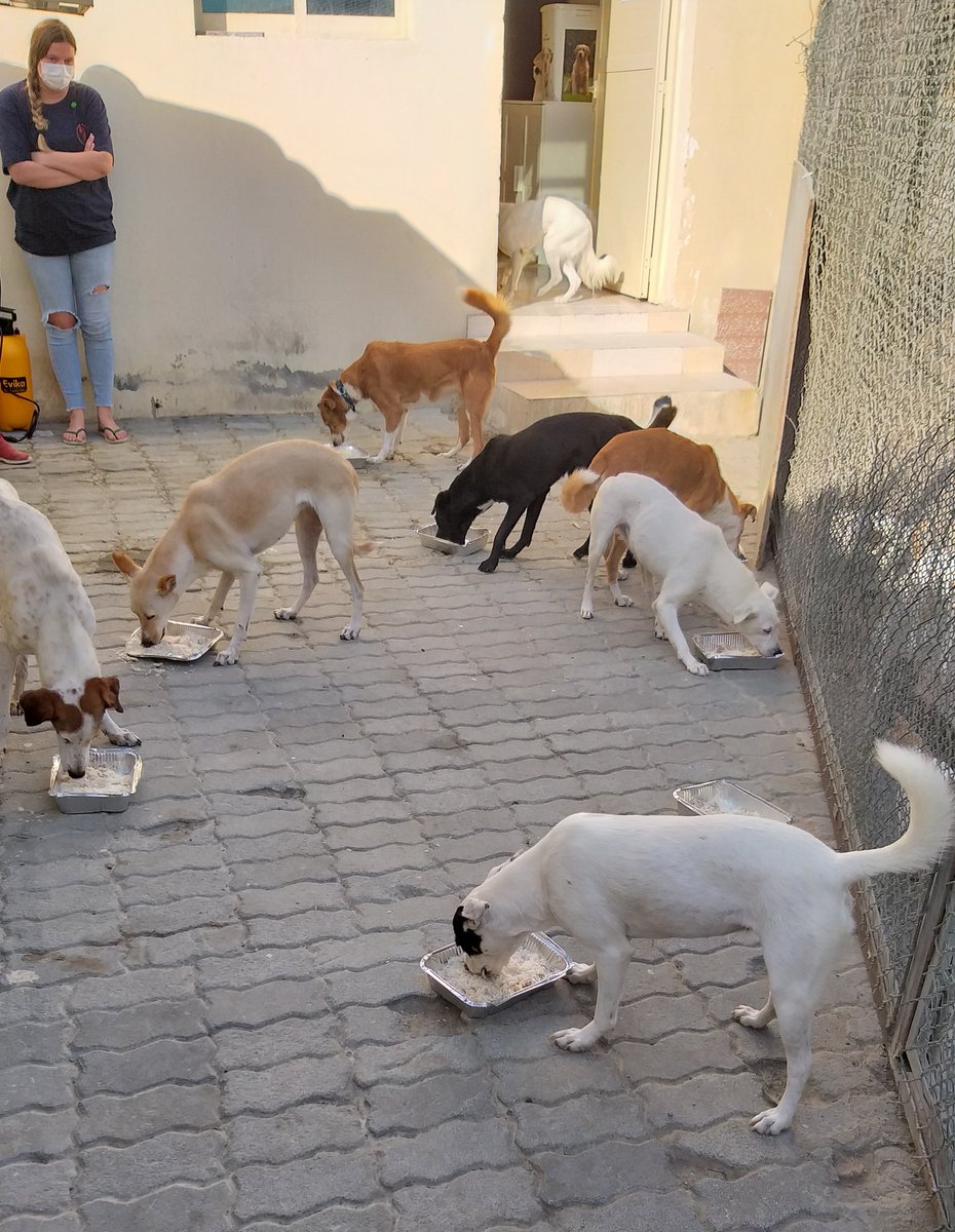AnimalsAndUsFuj's tweet photo. We hosted a wonderful event on Friday where people came to the facility and fed the dogs home-cooked food. The event was very successful and we are grateful for all of the attendees' generosity and love for our animals. https://t.co/vaC9Qc72MP