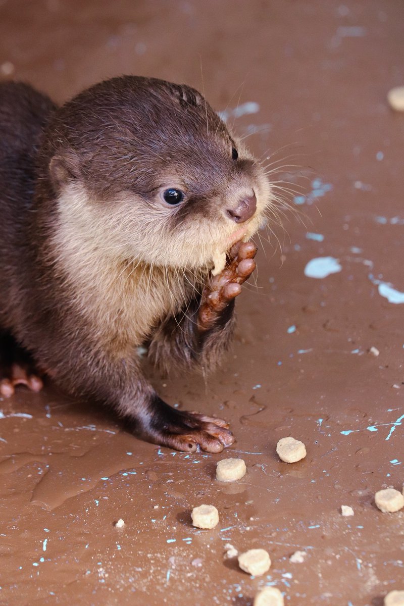 桂浜水族館 公式 ひるめっ しゃ