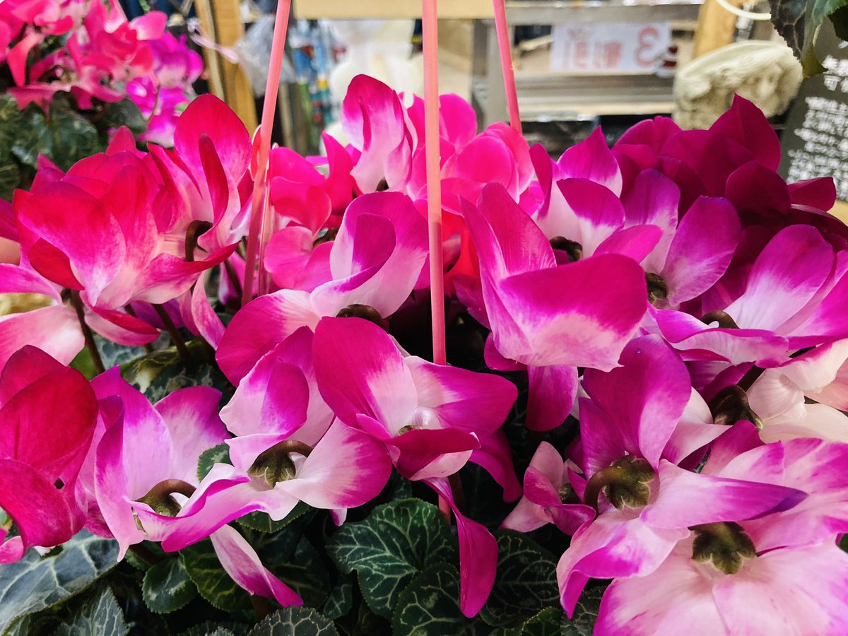 ガーデンマルシェ 下関 防府 下関店 ハンギングのシクラメンが入荷してますよ 置き場所にお困りの方 吊るすタイプも おすすめです 花色も２色使いでキレイですよ ガーデンマルシェ 下関 寄せ植え 園芸 ガーデニング 花屋 花のある暮らし