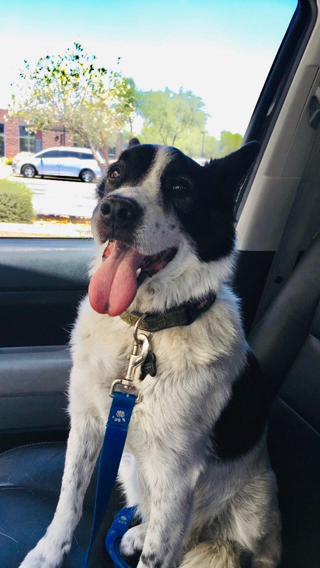 We rescued our good boy almost 16 years ago. Always so full of life, such an important part of our family and he was always so happy. 

Sadly, he passed away this weekend. 

Miss you little buddy.💔

RIP Diego aka The Dawgfather🐶👑