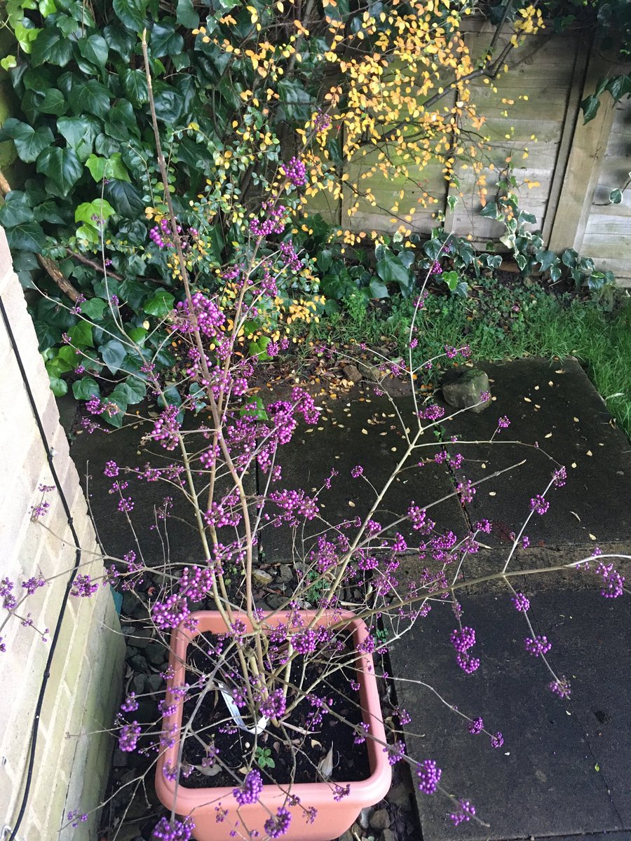 Jan_Lentzos's tweet photo. #SixOnSaturday 😌
#Fuchsias #ClimbingClematis #ElderTree #CherryTree #IvyBerries #Birds #WinterFood #Cotoneaster #Berries #Weigela #BareBranches #CotoneasterCornubia #RedBerries #Callicarpa #PurpleBerries #NaturesBaubles #Ivy #WaterFeature #BackGate #OurGreenhouse #OnOurDriveway https://t.co/PyQBfZyADe
