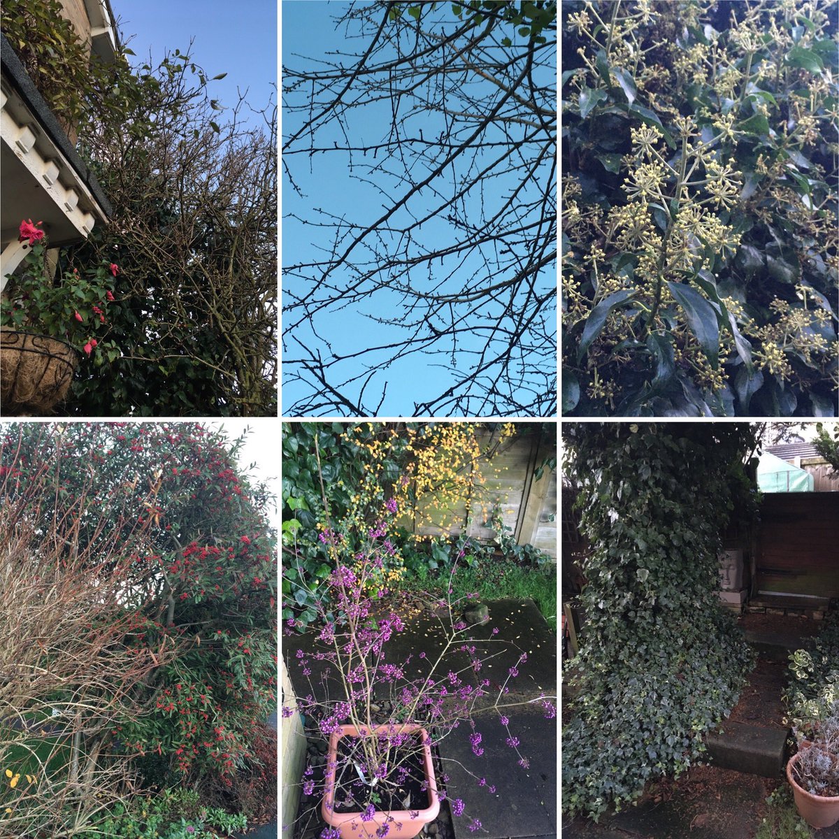 Jan_Lentzos's tweet photo. #SixOnSaturday 😌
#Fuchsias #ClimbingClematis #ElderTree #CherryTree #IvyBerries #Birds #WinterFood #Cotoneaster #Berries #Weigela #BareBranches #CotoneasterCornubia #RedBerries #Callicarpa #PurpleBerries #NaturesBaubles #Ivy #WaterFeature #BackGate #OurGreenhouse #OnOurDriveway https://t.co/PyQBfZyADe