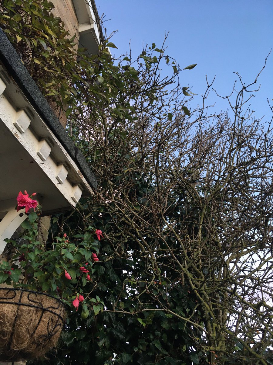 Jan_Lentzos's tweet photo. #SixOnSaturday 😌
#Fuchsias #ClimbingClematis #ElderTree #CherryTree #IvyBerries #Birds #WinterFood #Cotoneaster #Berries #Weigela #BareBranches #CotoneasterCornubia #RedBerries #Callicarpa #PurpleBerries #NaturesBaubles #Ivy #WaterFeature #BackGate #OurGreenhouse #OnOurDriveway https://t.co/PyQBfZyADe