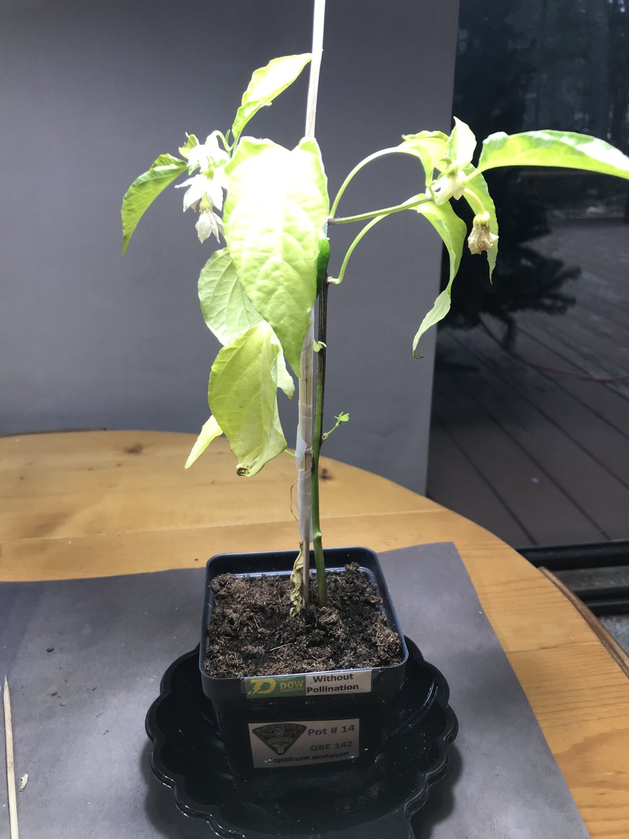 Dow High Space Farmers tweet media