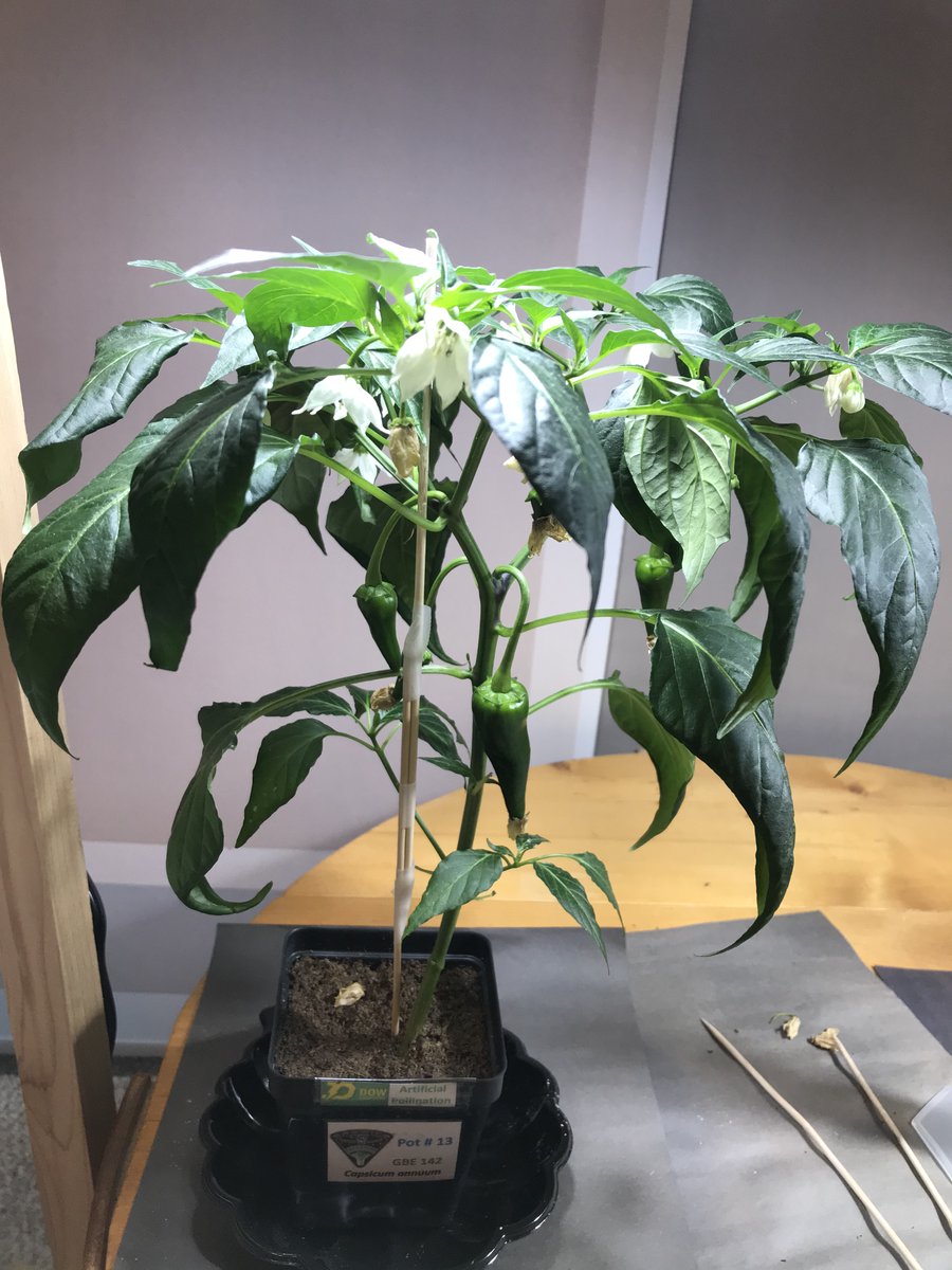 Dow High Space Farmers tweet media